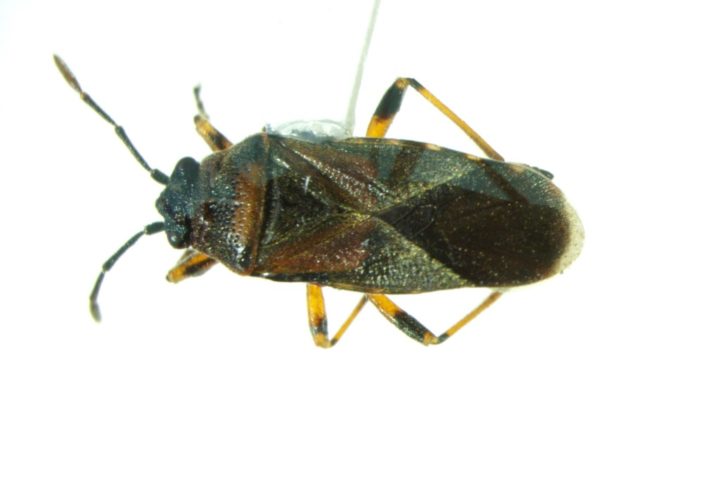 Arocatus melanocephalus