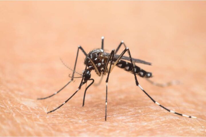 Aedes albopictus pronta a pungere
